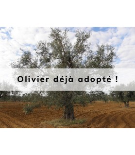 Oliwka