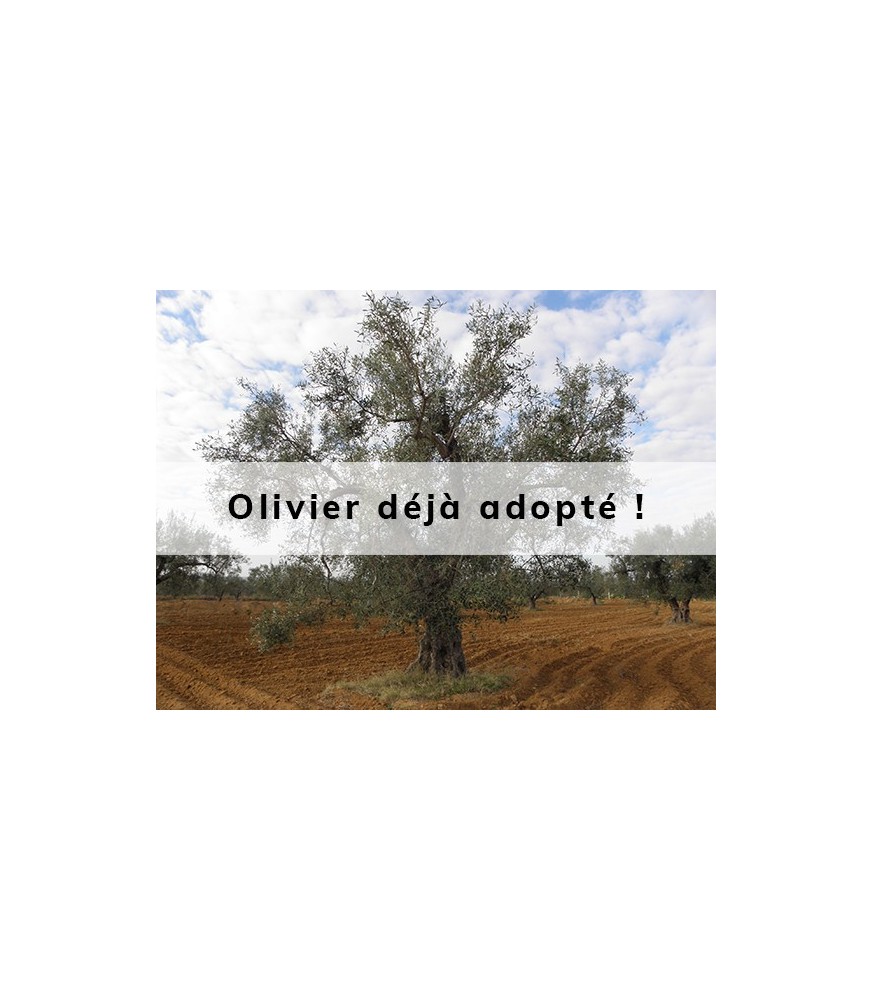 Oliwka adopté par Elodie