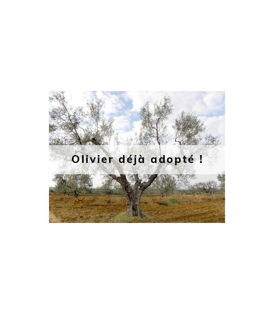 Olaidh adopté par Dominique