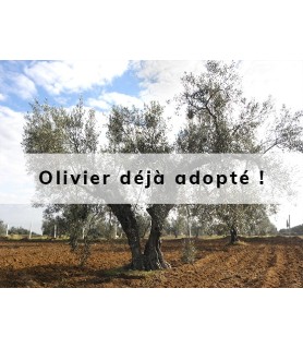 Alivu adopté par Corinne
