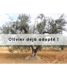 Elià
