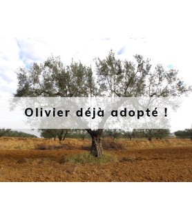 Oloige