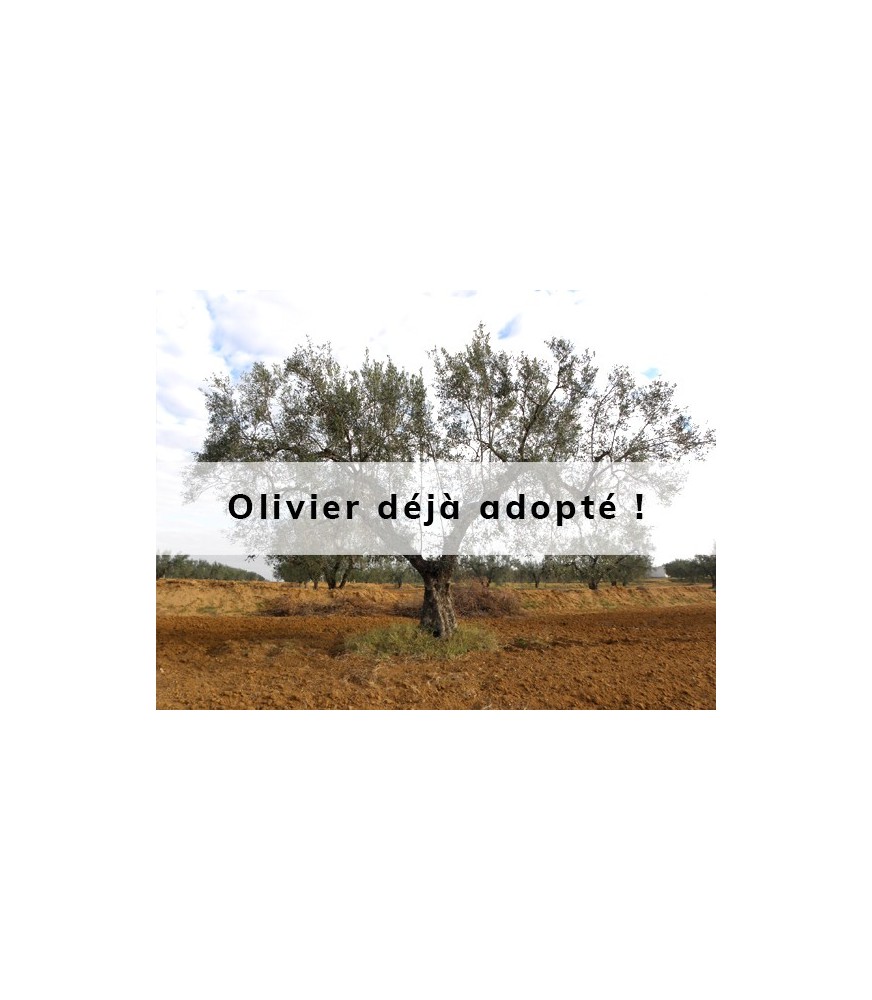 Oloige adopté par Maria