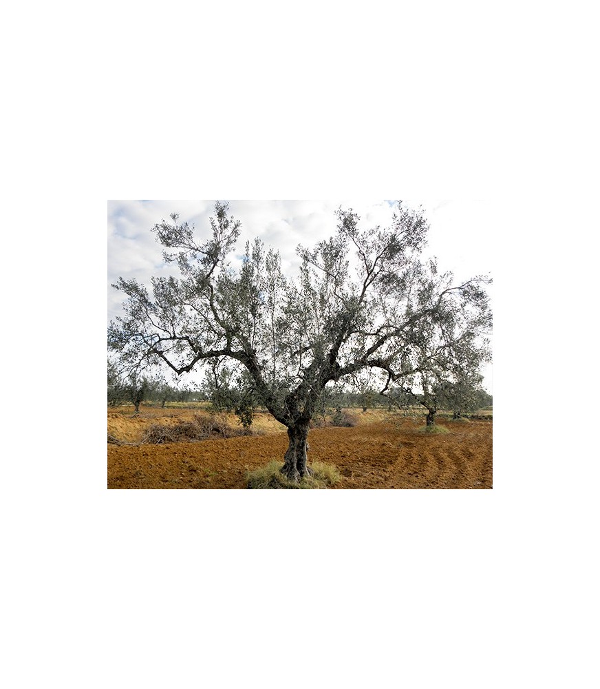 Zeytin
