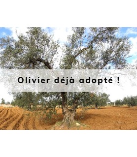 Oliven