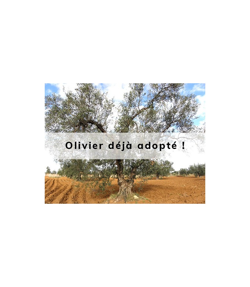 Oliven adopté par Corinne